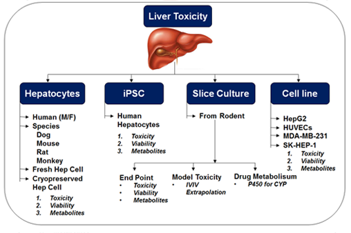 Liver Drik